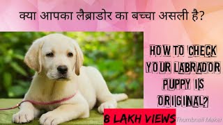 labrador || क्या आपका लैब्राडोर का बच्चा असली है? || How To Check your Labrador Puppy is original?