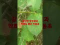 염증완화와 폐질환에 좋은 &quot;금은화&quot;