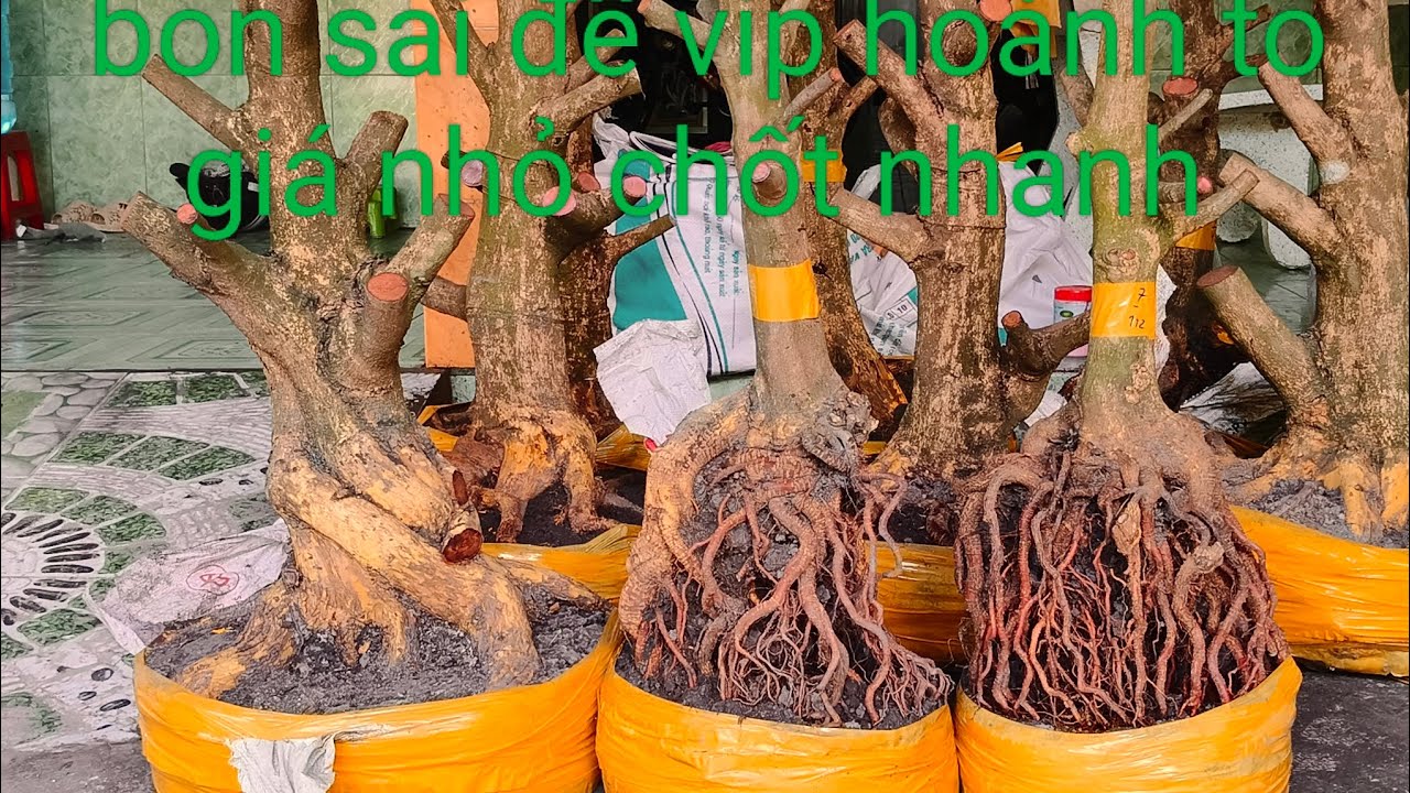 Ngày 2/3 bon sai đế vip hoành to giá nhỏ chốt nhanh 0332793171 hoàng tuấn