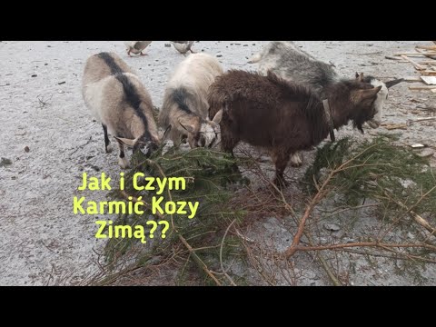 Czym żywić kozy zimą i jak o nie dbać🤔