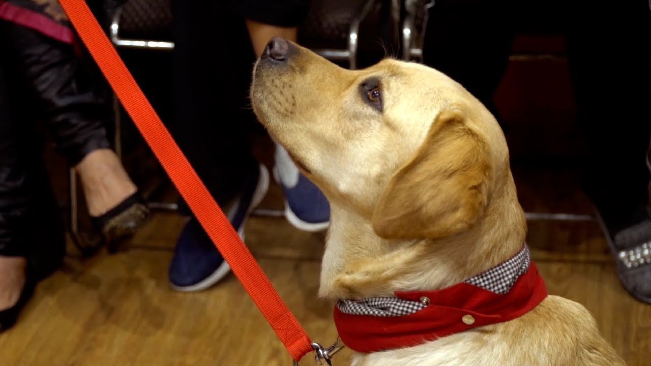 Q & A Delhi seminar Jason Shute Shute Balanced Dog Training YouTube