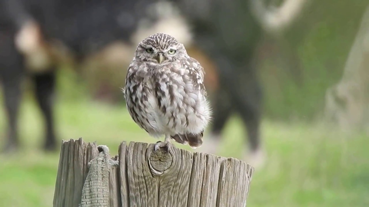 Little Owl Ridgeway 010917 YouTube