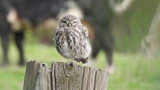 Little Owl - Ridgeway - 010917
