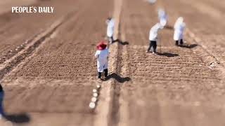 Sowing of fields at in NW China through the lens of tilt-shift photography