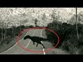 5 Lần Khủng Long Xuất Hiện Vô Tình Được Camera Quay lại || (5 Dinosaurs Caught on Camera)