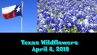 Texas Widflowers in Spring 2019