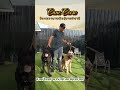 Cane corso การ์ดด็อกไซส์ยักษ์จากอิตาลี