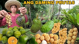 Download Lagu MGA PRUTAS SA BUKID NAGKASABAY SABAY ANG HINOG MP3 Download Lagu MGA PRUTAS SA BUKID NAGKASABAY SABAY ANG HINOG MP3