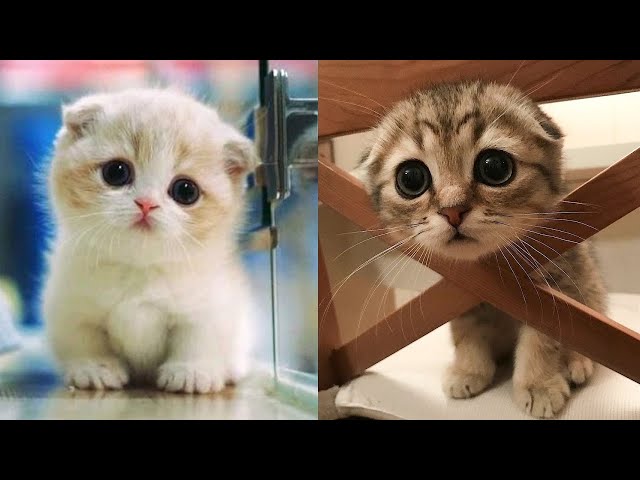 Baby Cats - Cute And Funny Cat Videos Compilation #8 | Aww Animals - Youtube
