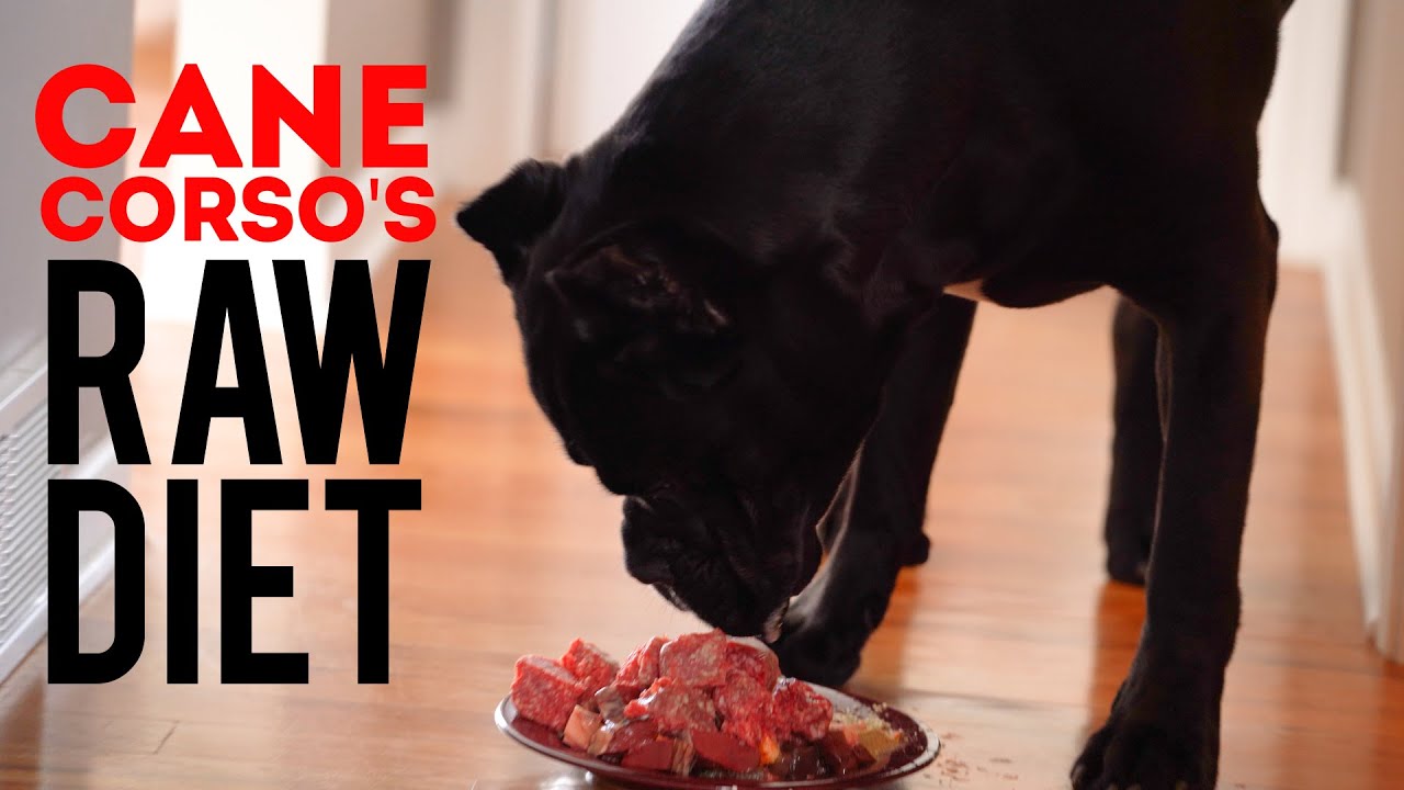 cane corso puppy raw diet