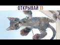 ОТКРЫВАЙ ))) Приколы с котами | Мемозг 1064