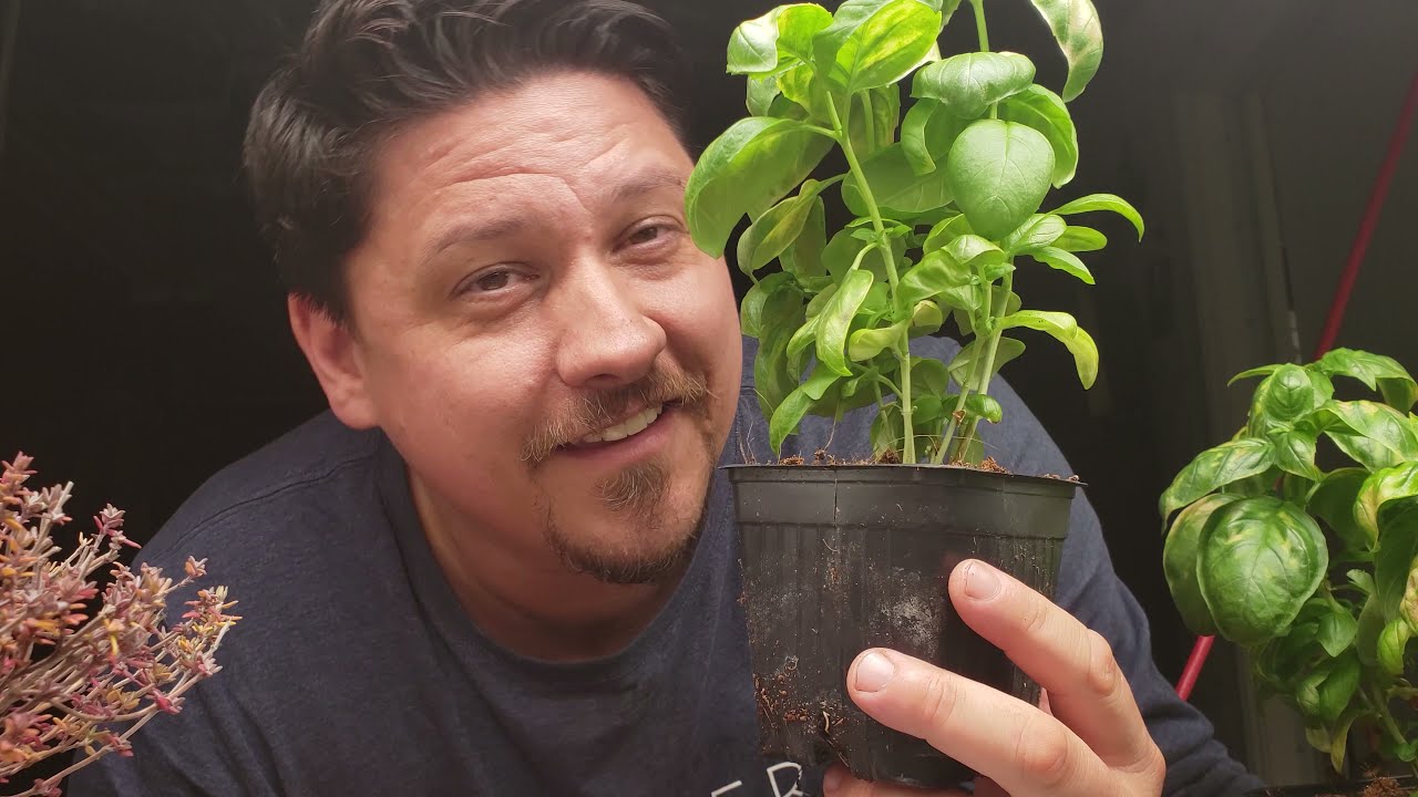 How to Grow Herbs Indoors