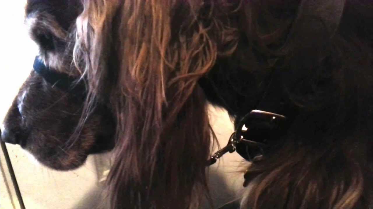 How to Put on a Halti Dog Headcollar YouTube