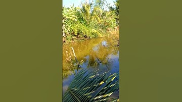 Câu cá thác lác trên kênh giáp rừng U Minh #shorts