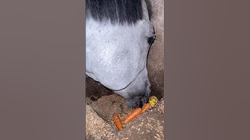 Satisfying hoof trim #satisfying #oddlysatisfying #asmr #farrier #horse