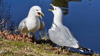 SEAGULL IN LOVE ROMSDALSMUSET.