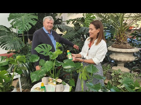 Video: Ce sol pentru monstera?