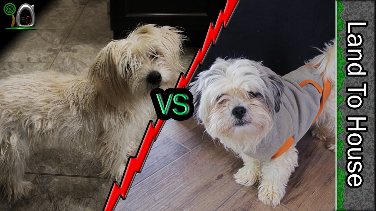 watershed Dog Intelligence Test! Who will WIN?