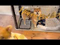 愛犬の誕生日を特注似顔絵ケーキでお祝い