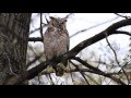 Great Horned Owl Warning Barks