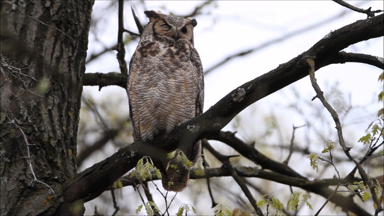 Great Horned Owl Warning Barks YouTube