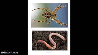 ESY Bugs Unit