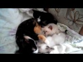 Кошка Матиса и её веселая семейка: Задира, Проныра и Пискля