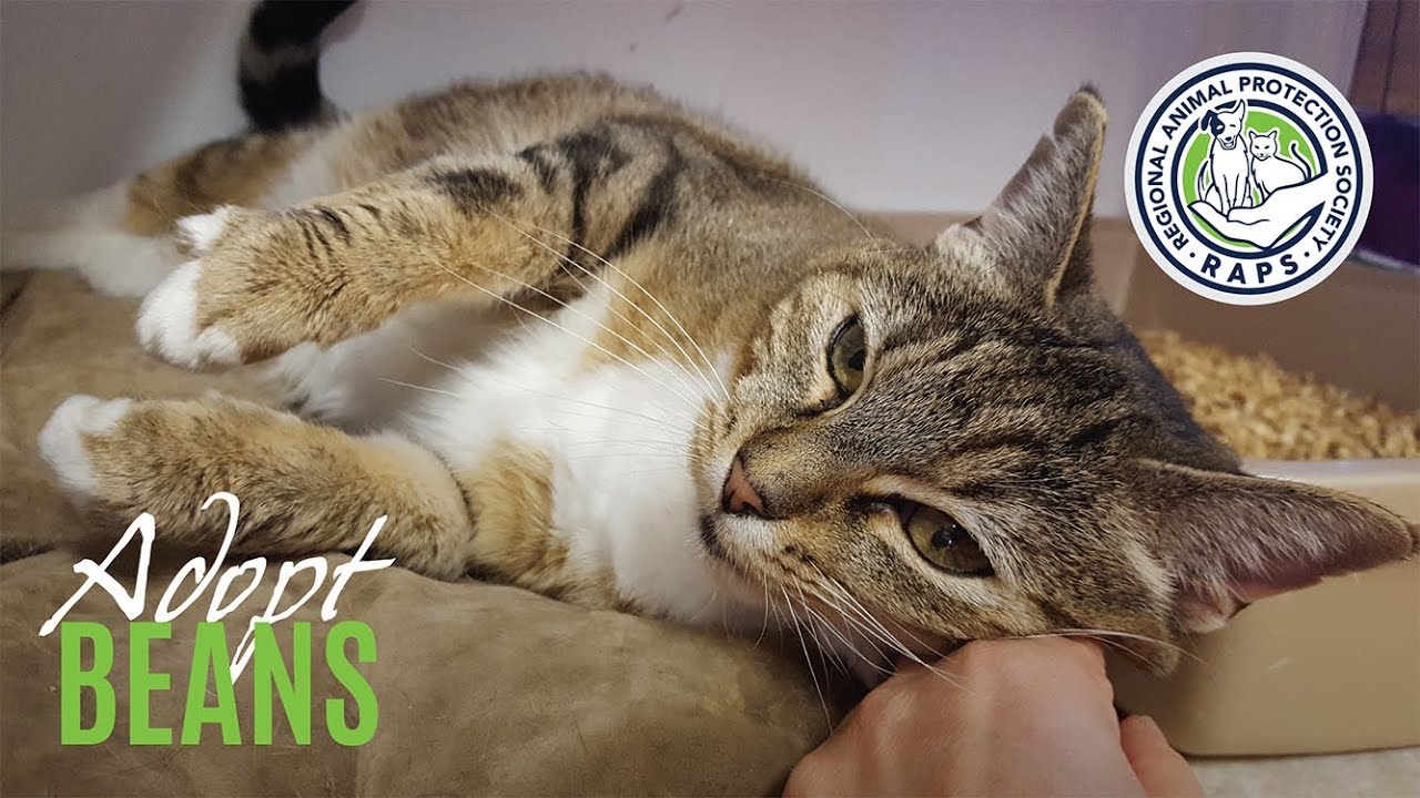 sanctuary spa covent garden RAPS Adopt Beans