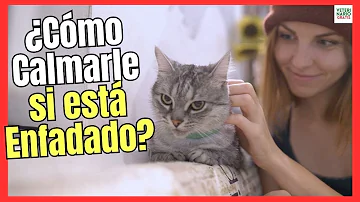 ¿Cómo calmar a un gato enojado?