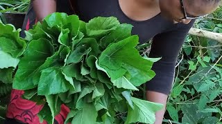 Eating Africa's most traditional vegetables(pumpkin) African village Life#villagelife #africa