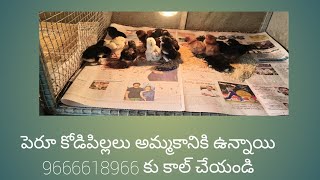 Peru Chicks For Sale Call 9666618966