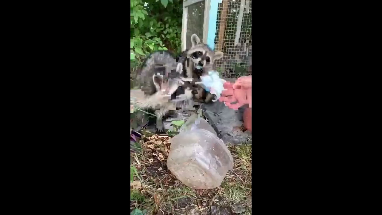 Raccoon Tries To Clean Cotton Candy ViralHog