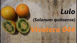 Vivoteca 44 Lulo Solanum Quitoense