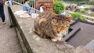 *20210314瑞芳區猴硐貓村Houtong Cat Village【Meck大叔】 