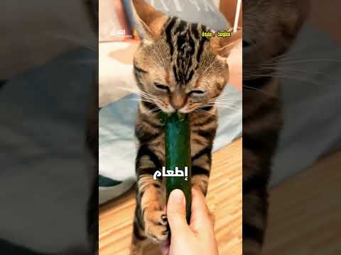 لماذا القطط تخاف من الخيار؟