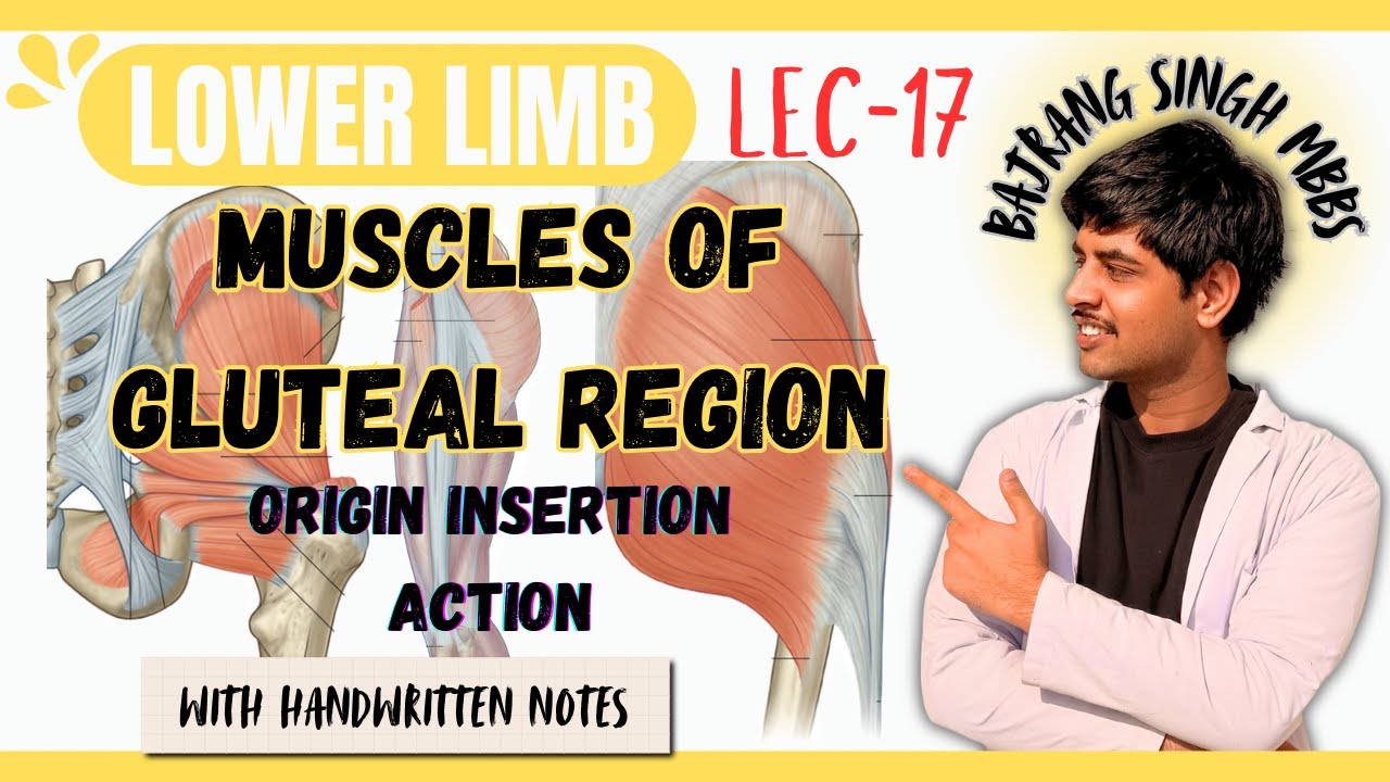 Muscles of gluteal region Anatomy 3d ll Origin Insertion Action Nerve Supply ll Lower Limb Anatomy