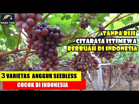 Video: Apakah anggur merah tanpa biji baik untuk Anda?