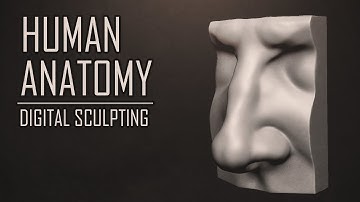 ZBrush Human Anatomy - Nose