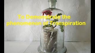 Transpiration Experiment