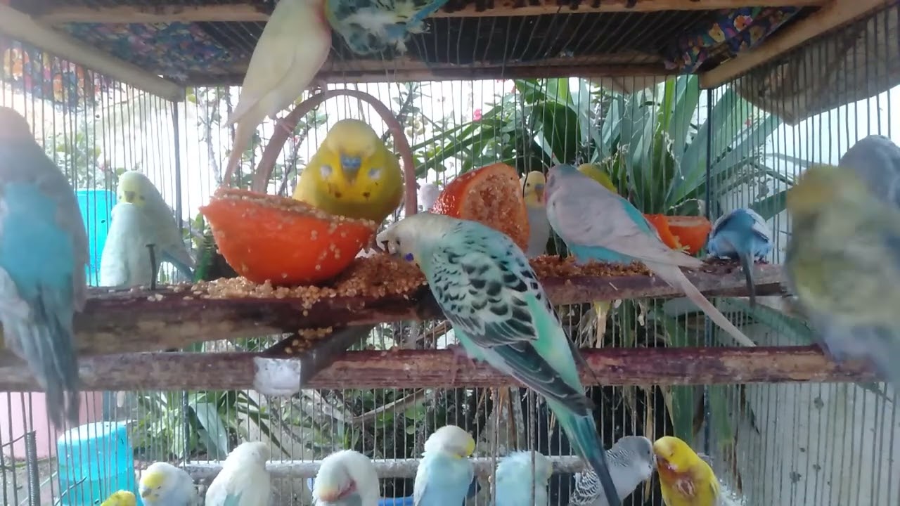 Lysets kunst Fugler i pastel og glans 