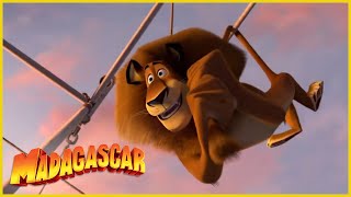 DreamWorks Madagascar en Español Latino | Alex En El Trapecio |  Clip de Los Pingüinos de Madagascar