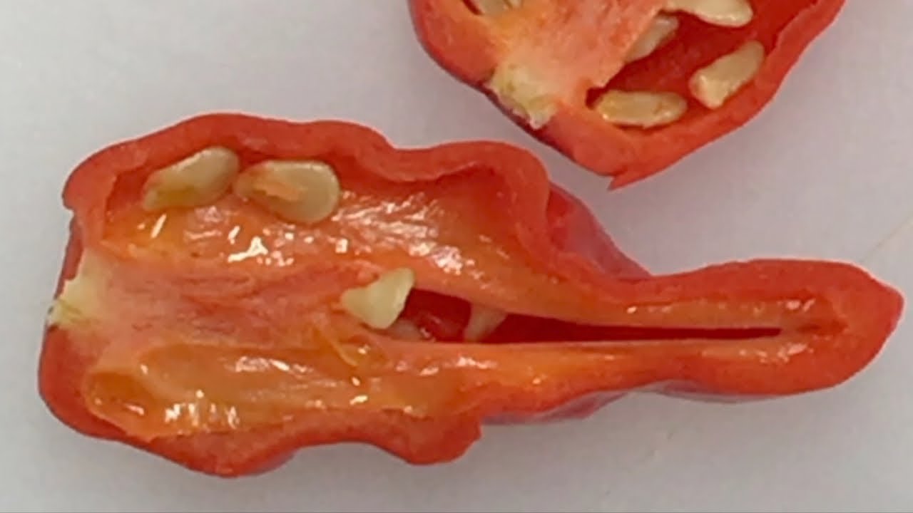 Kpakpo Shito cross f2 pod test - 2017 pod review #14