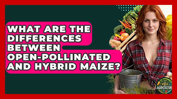 What Are The Differences Between Open-Pollinated And Hybrid Maize? - The World of Agriculture
