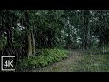 Deep Focus in a Forest Downpour｜3hr 4K Rain Ambience