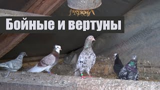 Бойные и вертуны. В гостях у В.А. Тронь