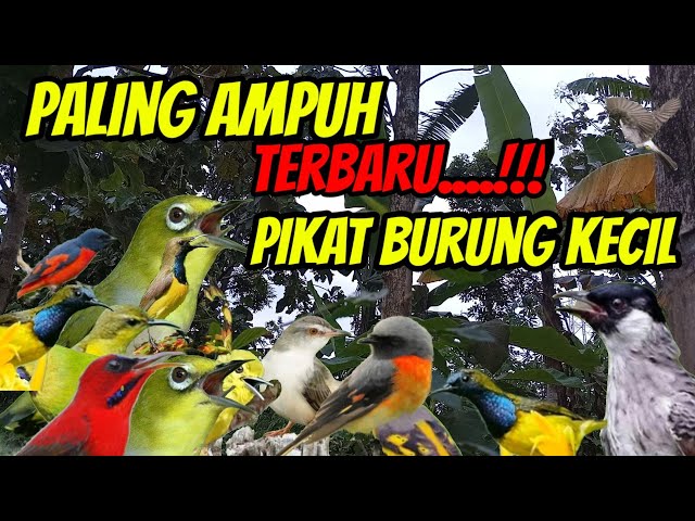 SUARA PIKAT BURUNG KECIL PALING AMPUH (M&R Kicau mania) class=