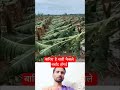 बारिश से सारी फैसले बर्बाद हो गई 😱 #trending #facts #ytshort #viral #shortvideo #viralvideo #farmer