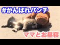 パンチくん、ママを連れてみんなとランチ&カワイイお昼寝姿(Lunch & nap)2026.03.21