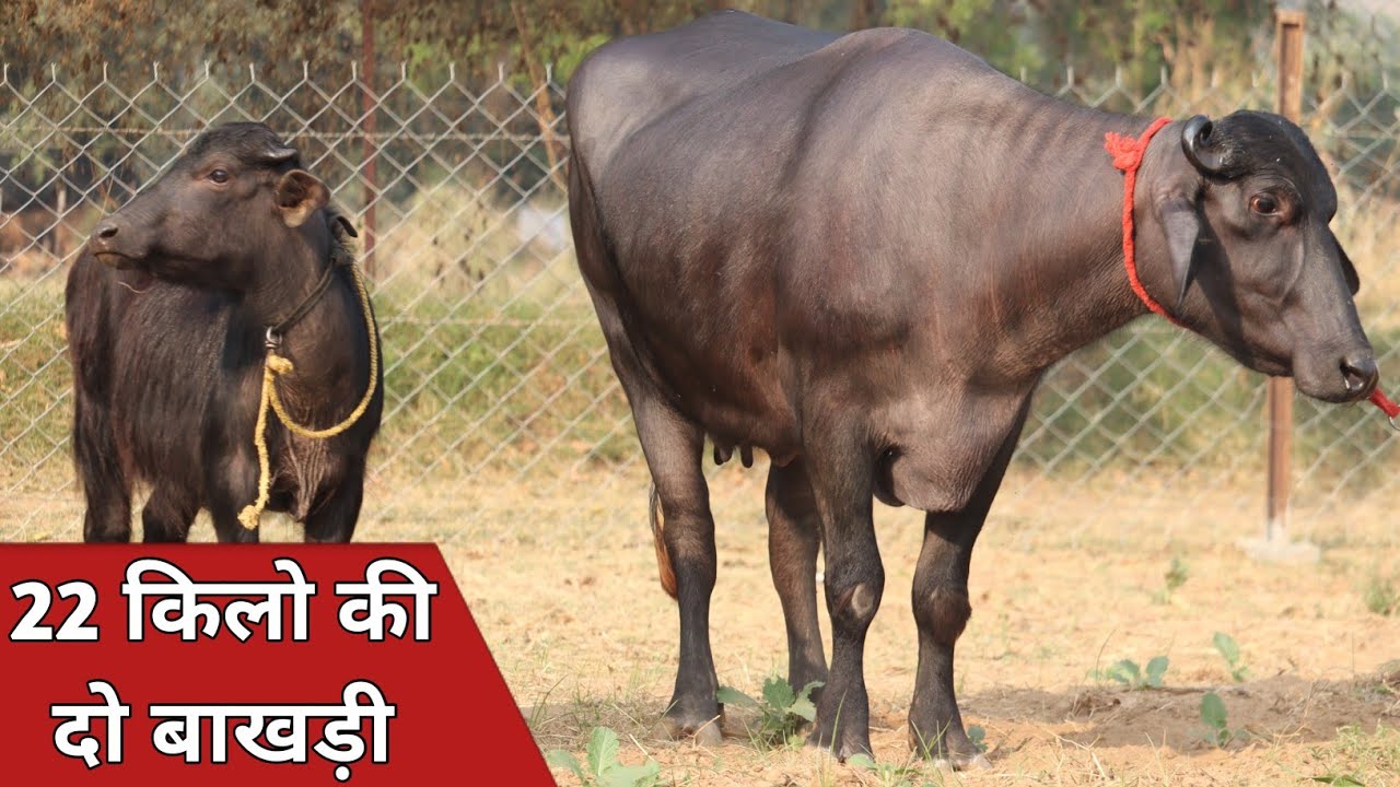 22 किलो की दो बाखड़ी भैंसे, एक ही जगह बिक्री के लिए उपलब्ध || Dhanpat Yadav Dairy Farm (9817563172)