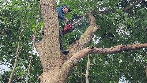 Cưa  cây  xoài  gần  dây  điện  với  cây  dừa  gần  nhà